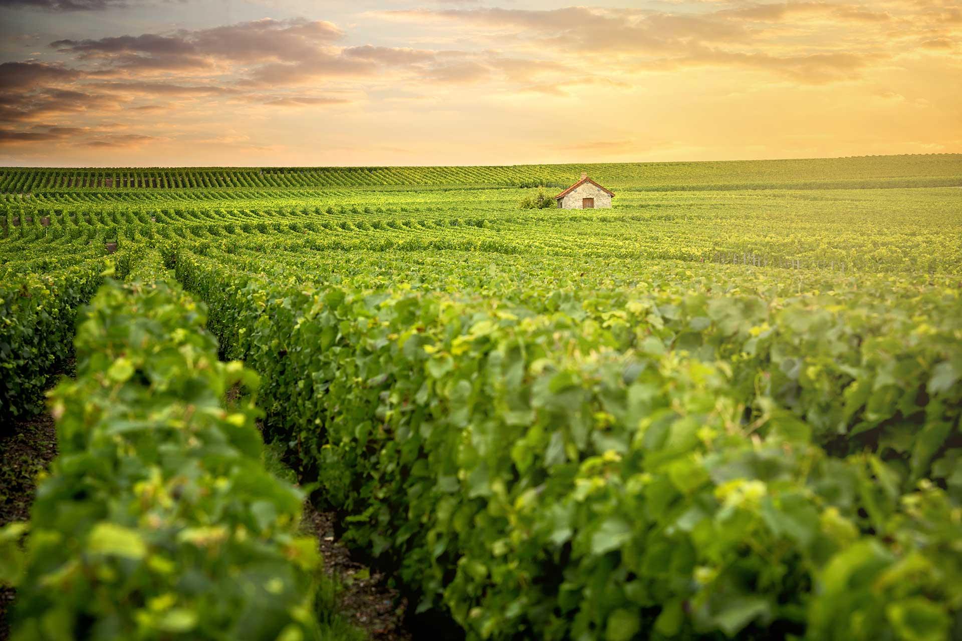 Vigne de champagne